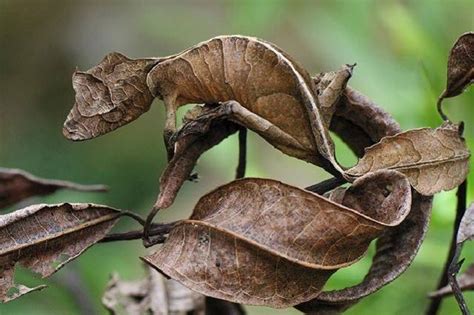 白色壁虎風水|在風水學中：家裡進壁虎是什麼寓意？4種預兆要「小心」了